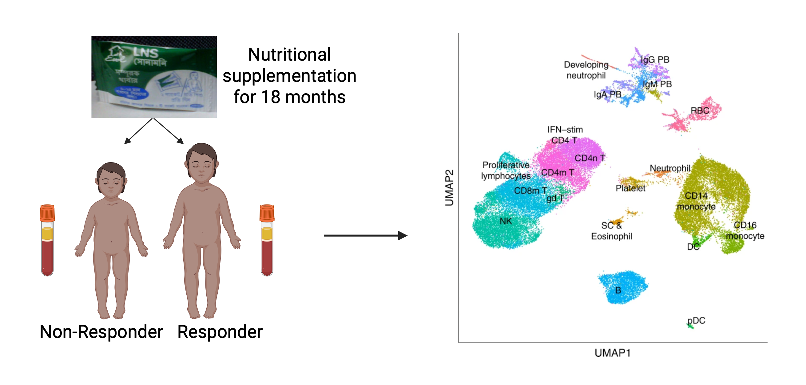 Immune function figure